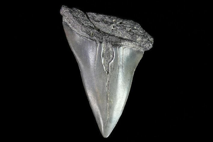 Fossil Mako Shark Tooth - Georgia #75088
